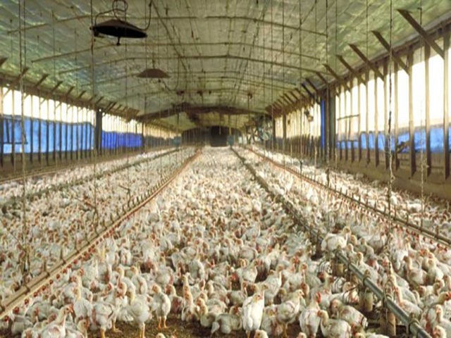 Poliüretan Köpük tavuk çiftlikleri yalıtımı